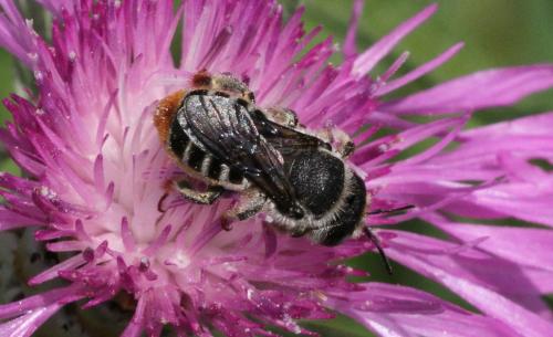 Lithurgus chrysurus